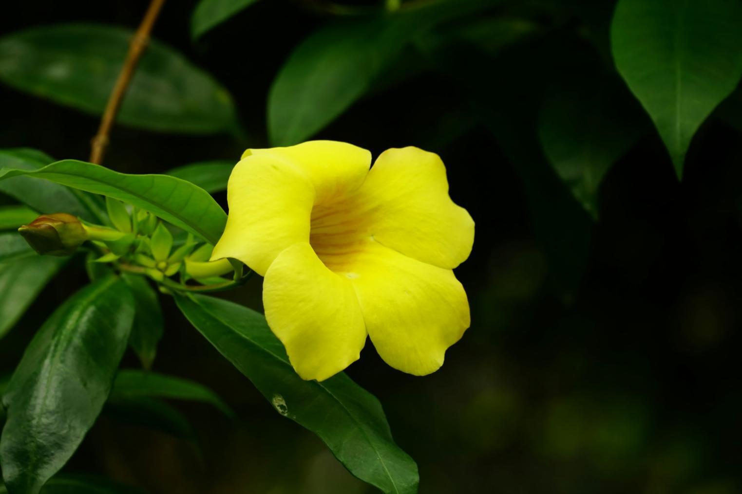 Florist carefully selecting fresh flowers for a custom bouquet arrangement