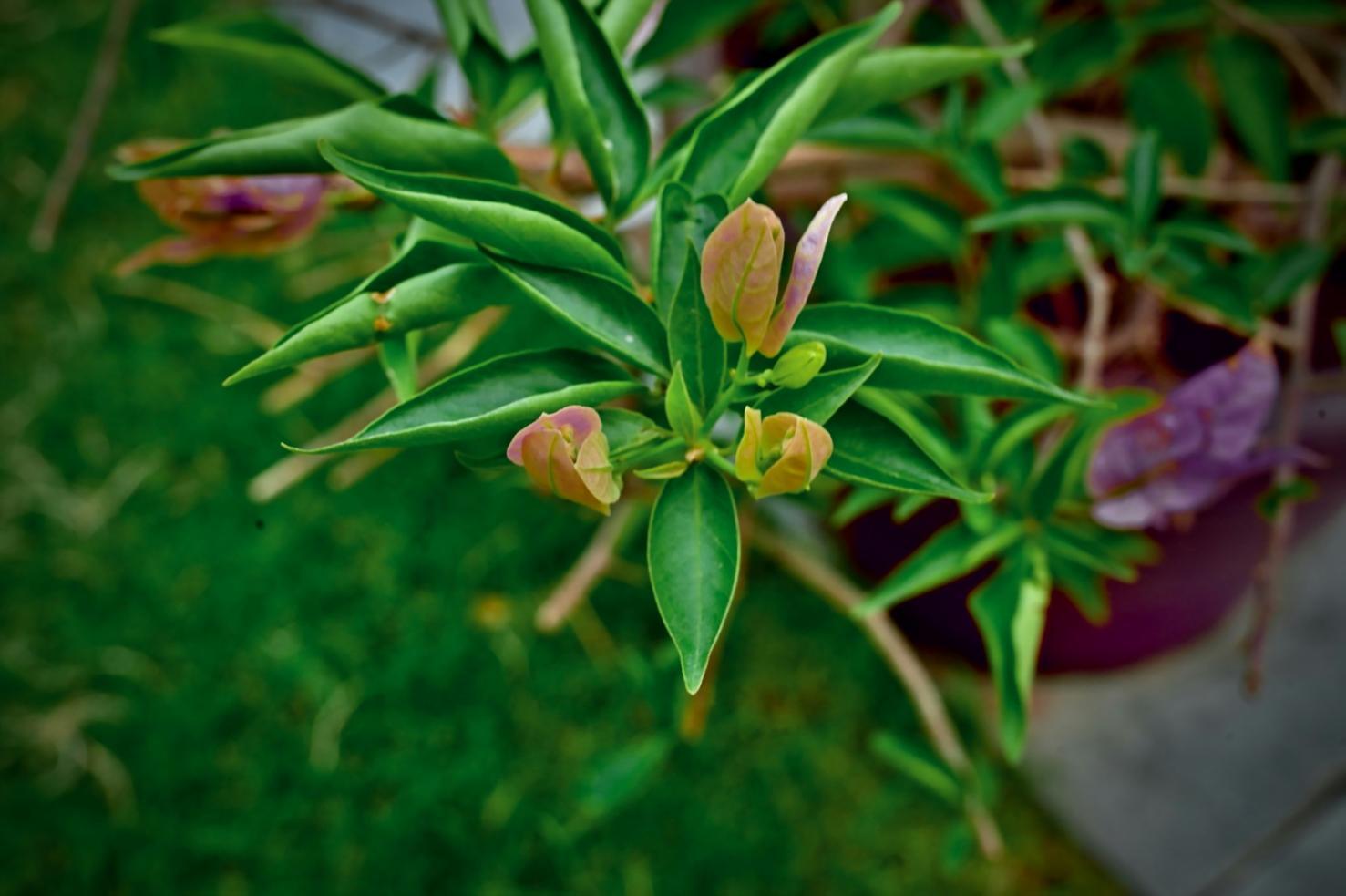 Finished floral arrangement showcasing signature Intellior design style